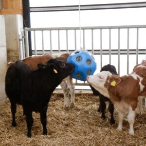 Alternative view of Hanging ball toy